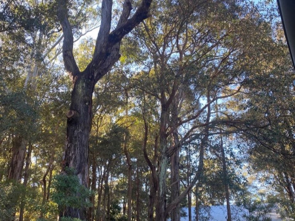 Mature trees in a Buckinghamshire parkland setting due for routine re-inspection