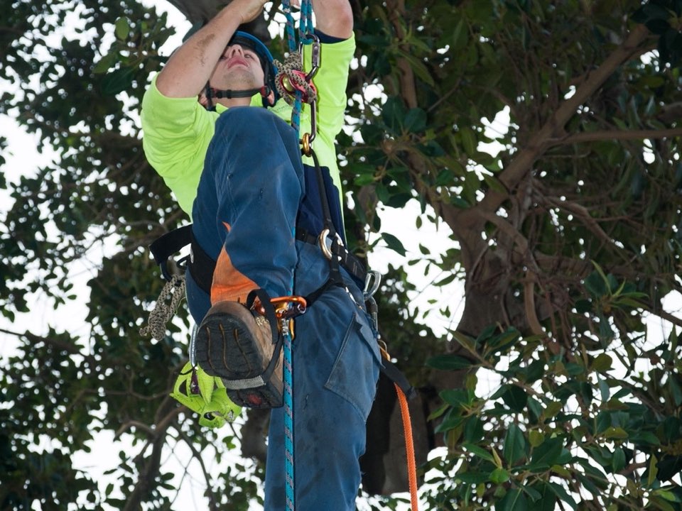 Qualified arborist working in a mature tree during an Enviro Trees UK survey in Buckinghamshire